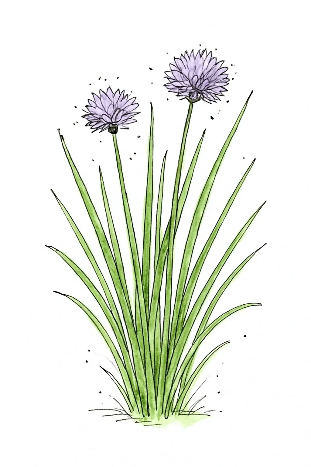 Aquarel van bieslook