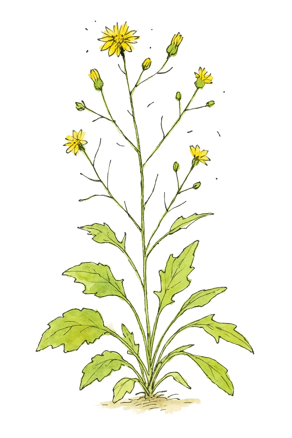 Aquarel van akkerkool