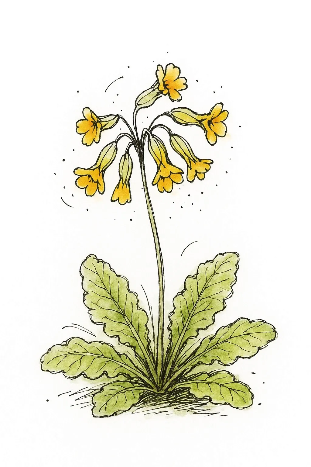 Aquarel van gulden sleutelbloem