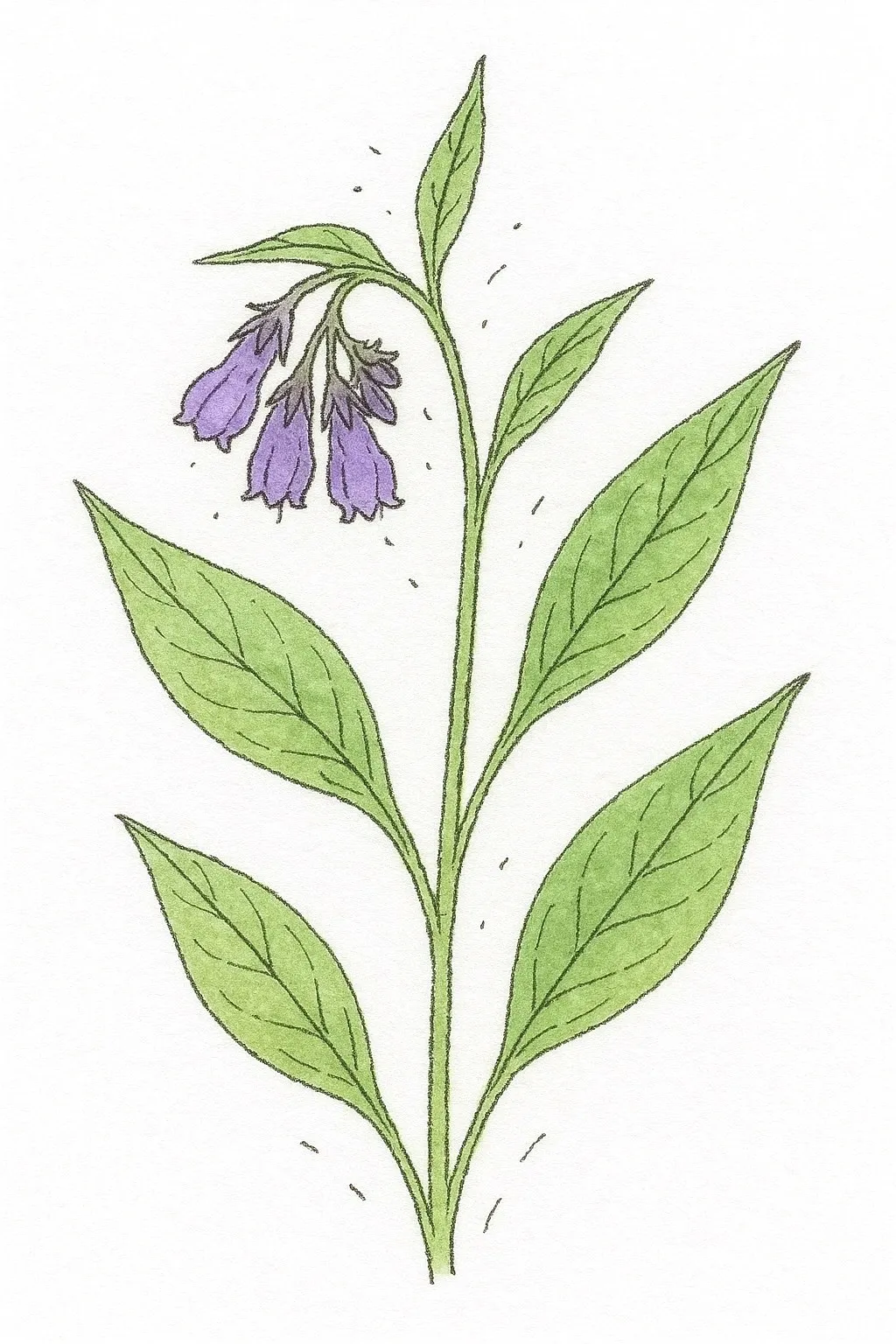Aquarel van gewone smeerwortel